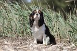 CAVALIER KING CHARLES 204